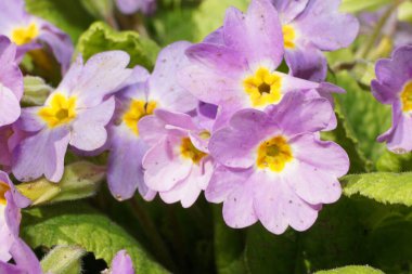 Rusya 'nın Kabardino-Balkaria Cumhuriyeti parkındaki yeşil yapraklar arasında Kafkas primula primula denticulata' sının parlak açık mor çiçeğinin yakın çekimi                               