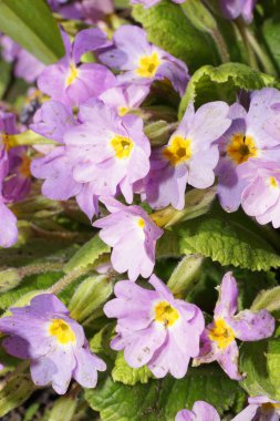 Rusya 'nın Kabardino-Balkaria Cumhuriyeti' nde eriyen kar damlaları ve yapraklarla birlikte Kafkas primula denticulata 'sının bahar ışığı mor çiçeğinin yakın çekim görüntüsü.                               