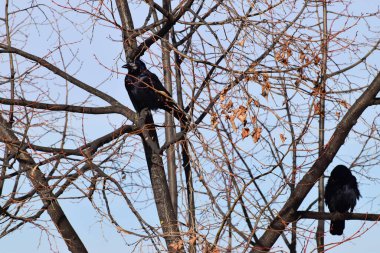 Ocak ayında şehrin akçaağaç dallarında oturan iki beyaz kuş kalesi.                               