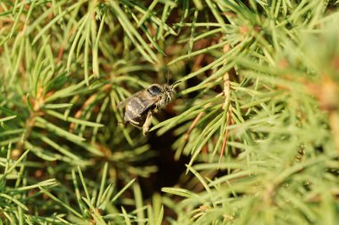 Kafkas kabarık tüylü küçük ve gri arı Amegilla albigena küçük bir çalı ağacının yeşil dallarında oturuyor.                               