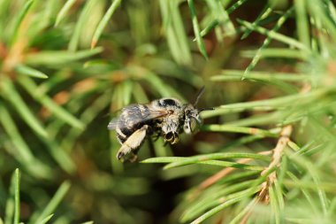 Beyaz tüylü, küçük ve gri arı Amegilla Albigena 'nın Macro manzarası küçük bir çalı ağacının yeşil dallarında oturuyor.                               
