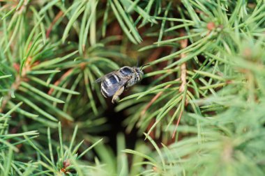 Kafkas kürklü, küçük ve gri arı Amegilla albigena 'nın yakın görüntüsü küçük bir çalı ağacının yeşil dallarında oturuyor.                               