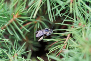 Kafkas kabarık gri-beyaz ve çizgili arı Amegilla albigena 'nın yakın plan görüntüsü küçük bir çalı ağacının yeşil dallarında oturuyor.                               
