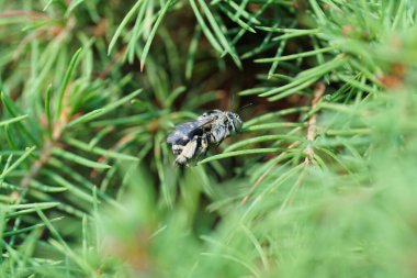 Kafkas kabarık gri-beyaz ve çizgili arı Amegilla albigena 'nın makro görüntüsü küçük bir çalı ağacının yeşil dallarında oturuyor.                               