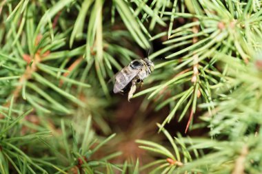 Kabarık tüylü Kafkas ve gri-beyaz çizgili arı Amegilla albigena kabarık pençeli küçük ladin ağaçlarının yeşil dallarında oturuyor