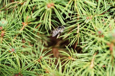 Beyaz tüylü Kafkas grisi ve çizgili arı Amegilla albigena 'nın kabarık pençeleri, yaz mevsiminde küçük bir çalı ağacının yeşil dallarında oturuyor.                               