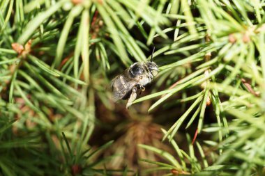 Kabarık tüylü Kafkas ve gri-beyaz çizgili arı Amegilla albigena 'nın yakın planında kabarık pençeleri küçük bir ladin ağacının yeşil dallarında oturuyor.