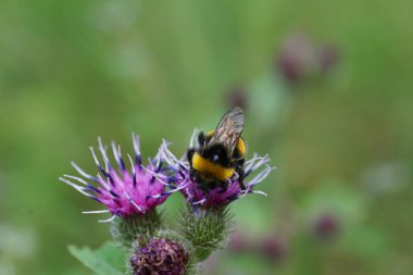 Sarı-siyah Kafkas kabarık yaban arısı Bombus Lucorum kanatları ve mor bir devedikeni anteniyle yazın bir çiçeğin üzerinde oturuyor.                               