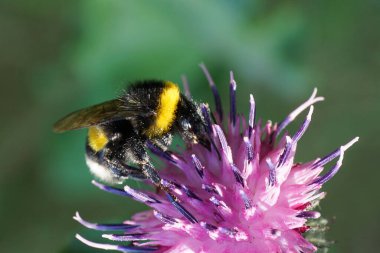  Beyaz kabarık tüylü yaban arısı şeritli Macro Bombus Lucorum yazın beyaz-mor çiçekli burdokta oturur ve polen toplar.                              