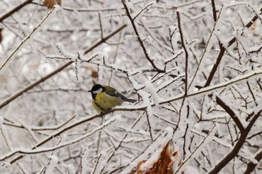Kış Kafkas sarısı meme faresi kışın karlı ağaç dallarında oturuyor                               