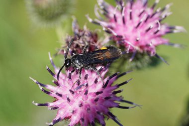 Sürünen siyah ve sarı tüylü beyaz yaban arısı Scolia Hiro 'nun parlak kanatlarıyla açık mor deve dikeni Arctium lappa çiçeğinin nektarını toplarken makro yan görüntüsü.                               