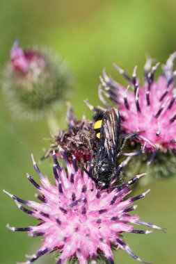 Makro asılı ve sürünüyor siyah ve sarı tüylü Kafkas eşekarısı Scolia Hiro parlak kanatlı açık mor deve dikeni Arctium lappa çiçeğinden nektar topluyor.                               
