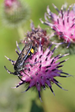  Makro Kafkas tüylü ve siyah-sarı eşekarısı Scolia Hiro parlak kanatlı, sarı karınlı ve uzun bıyıklı mor çiçekli Arctium Lappa nektarı topluyor.                              