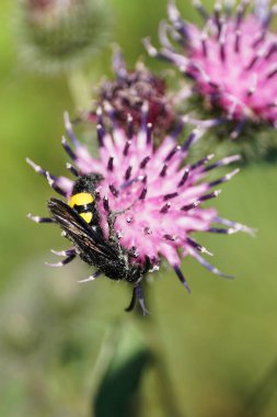 Yakın plan beyaz tüylü ve siyah-sarı eşekarısı Scolia Hiro parlak kanatlı ve sarı göbekli mor deve çiçeği Arctium lappa 'da nektar topluyor.                               