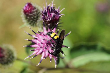 Siyah ve sarı tüylü beyaz yaban arısı Scolia Hiro 'nun parlak kanatları ve açık mor devedikeni Arctium lappa' nın sarı göbeğinin yakından görüntüsü.                               
