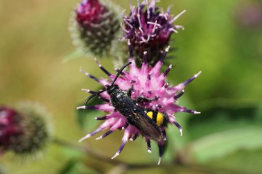 Siyah ve sarı tüylü beyaz yaban arısı Scolia Hiro 'nun parlak kanatları ve açık mor devedikeni Arctium lappa' nın sarı göbeği.                               