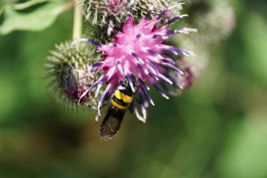 Siyah ve sarı tüylü beyaz bir beyaz eşekarısı Scolia Hiro 'nun parlak kanatlarıyla açık mor deve dikeni Arctium lappa çiçeğinin üzerinde nektar topluyor.                               