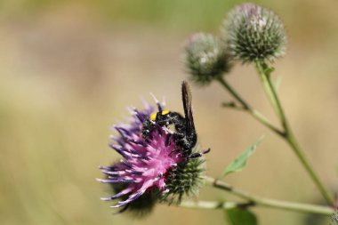 Siyah ve sarı tüylü beyaz yaban arısı Scolia Hiro 'nun parlak kanatları açık mor bir tarımsal çiçekte nektar topluyor.                               