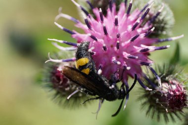 Siyah ve sarı, kabarık, beyaz yaban arısı Scolia Hiro 'nun parlak kanatları ve sarı karnı mor Arctium lappa' nın kızılcıklarında oturuyordu.                               