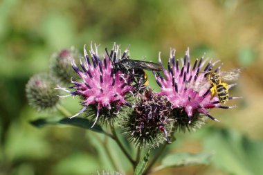 Kafkasya 'nın siyah-sarı tüylü yaban arısı Scolia Hiro' nun parlak kanatlarıyla deve dikeni mor arctium lappa kıvamında yabani arı ile nektar toplaması.                               