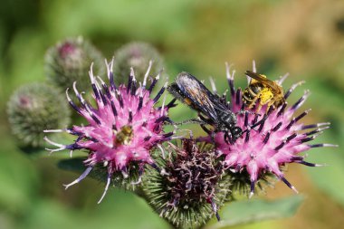 Yakın plan Kafkas siyah ve sarı tüylü yaban arısı Scolia Hiro parlak kanatlı ve sarı göbekli iki yabani arı ile deve dikeni mor arctium lappa nektarı topluyor.                               