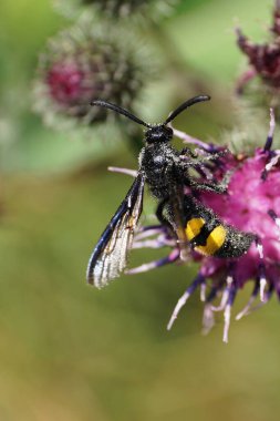 Beyaz kabarık tüylü ve siyah-sarı eşekarısı Scolia Hiro 'nun parlak kanatları, sarı göbeği ve uzun bıyığı mor çiçekli Arctium lappa nektarı toplarken yakın plan görüntüsü.                              
