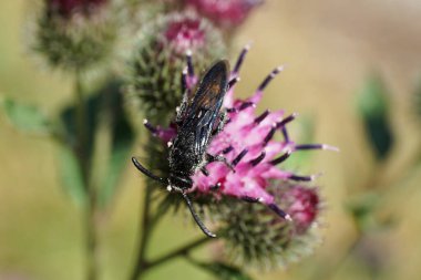 Yakın plan Kafkas siyah ve sarı tüylü yaban arısı Scolia Hiro parlak kanatlarıyla açık mor devedikeni Arctium lappa çiçeğinden nektar topluyor.                              