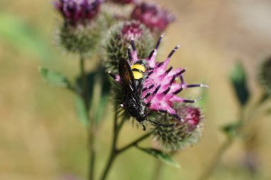 Kafkas siyah ve sarı eşekarısı Scolia Hiro 'nun parlak kanatlarıyla açık mor devedikeni çiçeğinin nektarını topluyor.                               