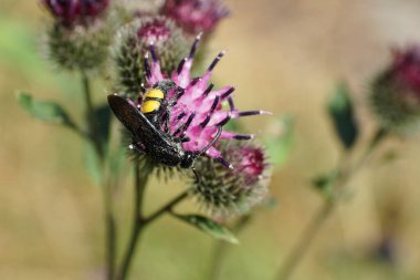 Makro beyaz siyah ve sarı eşekarısı Scolia Hiro 'yu parlak kanatlı açık mor dikenli bir çiçekte nektar toplayarak asıyor.                               