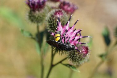 Yakın plan, beyaz, siyah ve sarı eşekarısı Scolia Hiro parlak kanatlı açık mor devedikeni çiçeğinden nektar topluyor.                               
