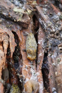 Kafkasya 'nın beyaz yumuşakça ormanlarından Arion ater Kafkasya' nın dağ ormanlarındaki bir ağaç kabuğunda sürünüyor.