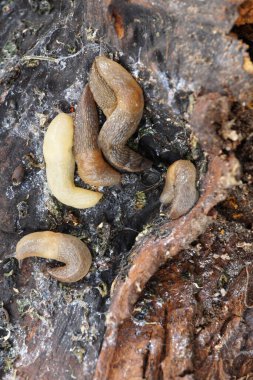 Kafkasya 'nın dağ ormanlarındaki ağaç kabuklarında oturan Kafkas ormanının beyaz sümüklü böceği Arion ater' in yakından görüntüsü.