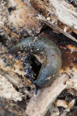 Kafkasya ormanlarındaki bir dağ ormanındaki ağaçta sürünen Arion suyunun gri, beyaz, beyaz bir yumuşakçasının matrosu.                               