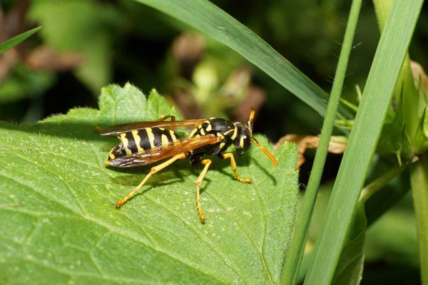 Makro Der Kaukasisch Gestreiften Gelb Schwarzen Wespe Sitzt Grünen Gras — Stockfoto