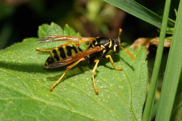 Kafkas çizgili sarı-siyah eşekarısı. Uzun pençeleri ve antenleri var. Yazın yapraklı yeşil çimenlerde oturuyor.