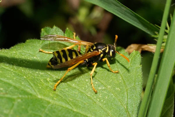 Yazın yapraklı yeşil çimenlerde oturan uzun pençeleri ve antenleri olan Kafkas çizgili sarı-siyah eşekarısı.                               