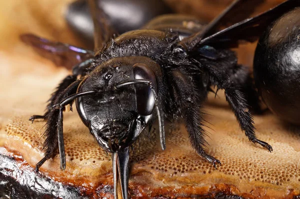 Makro, kafkas marangoz arıları Xylocopa valga bacakları, antenleri, çene kemikleri, iki büyük yumurtalı açık mor kanatları ile yuvadan sürünerek çıkacak.                               