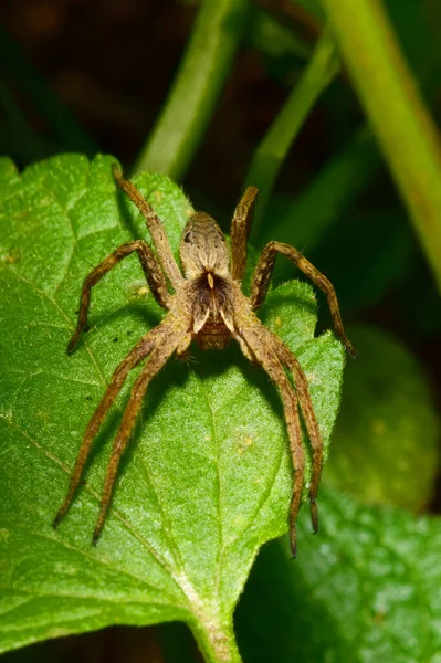 Makro Framifrån Den Fluffiga Spindeln Arachnida Med Brun Kropp Och — Stockfoto