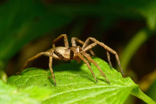 Makro Sida Utsikt Över Spindeln Arachnida Med Brun Kropp Och — Stockfoto
