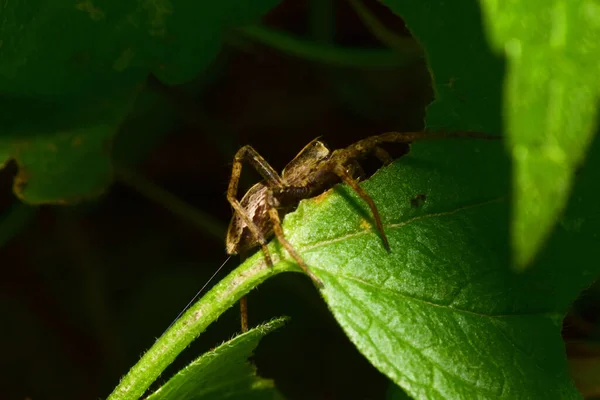 Makroaufnahme Der Seite Des Jungen Spinnenwolfs Arachnida Mit Braunem Körper — Stockfoto