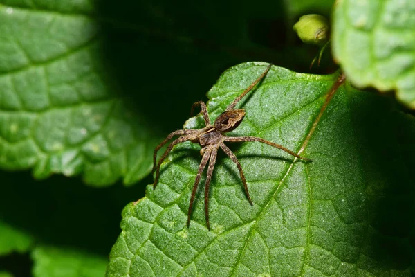 Makro Ovanifrån Den Brungrå Unga Vargspindeln Arachnida Med Långa Hår — Stockfoto