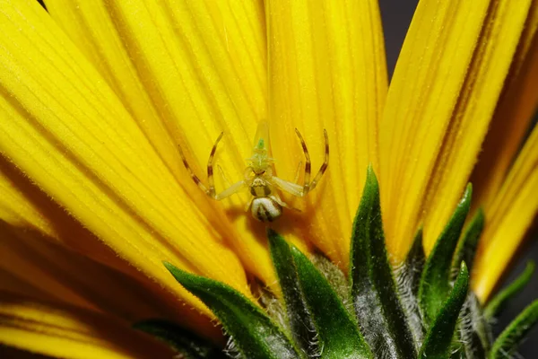 Macro Pequeno Caranguejo Aranha Amarelo Listrado Poymavshigo Verde Uma Cigarra — Fotografia de Stock