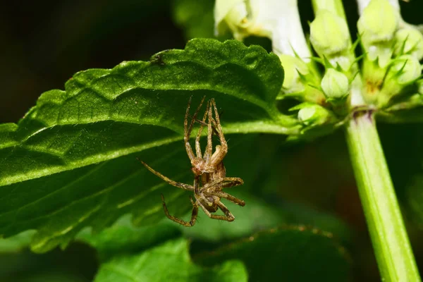 Primo Piano Vista Laterale Ragno Lupo Arachnida Marrone Spargimento Con — Foto Stock