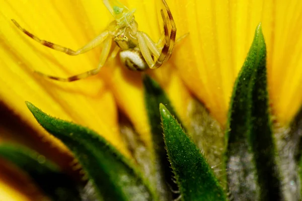 Nahaufnahme Einer Jungen Kaukasischen Spinnenkrebse Mit Grünen Gliedmaßen Die Eine — Stockfoto