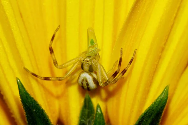 Makro Versteckt Kaukasischen Kleinen Gestreiften Spinnenkrabbe Mit Grünen Gliedmaßen Gefangen — Stockfoto