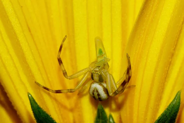 Makro Skrývá Kavkazské Malé Pruhované Krab Pavouk Chytil Cicada Larva — Stock fotografie