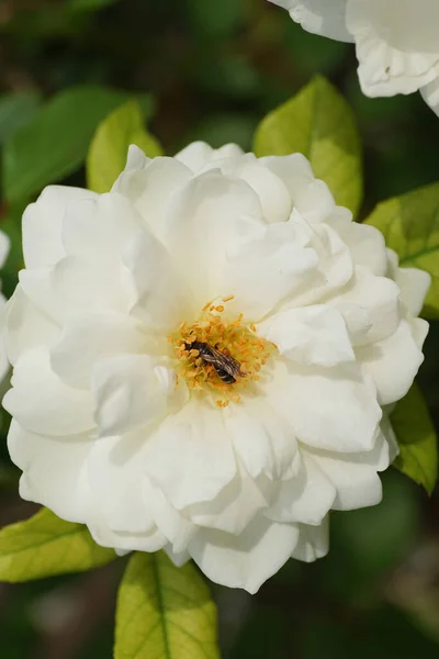 Macro Flor Blanca Rosa Arbustiva Gris Rayas Caucásicas Abeja Blanca —  Fotos de Stock
