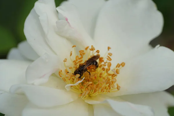 Primer Plano Una Abeja Blanca Rayada Gris Andrena Nitidiuscula Recogiendo —  Fotos de Stock