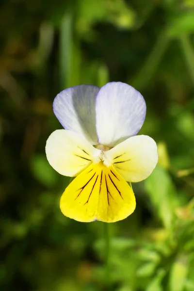 Macro Uma Flor Multicolorida Amarelo Branco Violeta Uma Tricolor Violeta — Fotografia de Stock