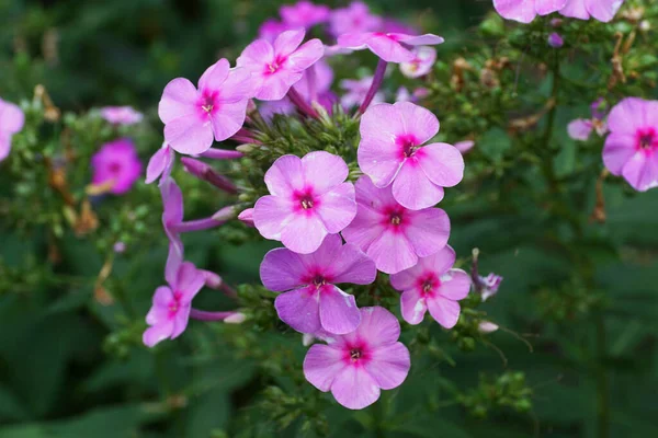 Primo Piano Fiori Rosa Brillante Phlox Subulata Subulate Con Foglie — Foto Stock